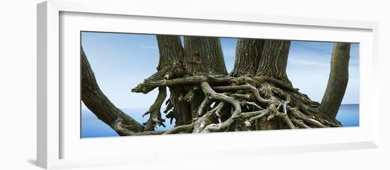 Tree Panorama VII-James McLoughlin-Framed Photographic Print