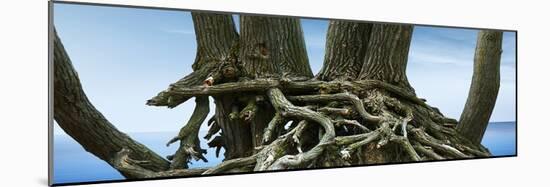 Tree Panorama VII-James McLoughlin-Mounted Photographic Print