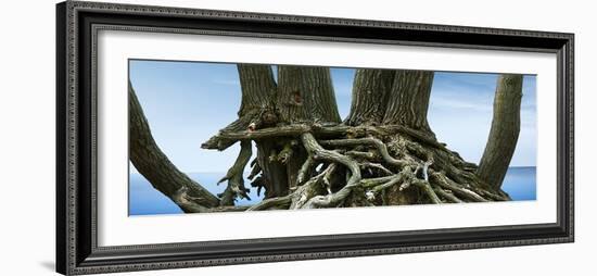 Tree Panorama VII-James McLoughlin-Framed Photographic Print