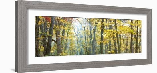 Tree Panorama VIII-James McLoughlin-Framed Photographic Print