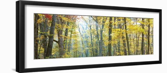 Tree Panorama VIII-James McLoughlin-Framed Photographic Print