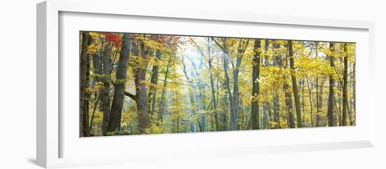 Tree Panorama VIII-James McLoughlin-Framed Photographic Print