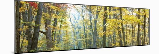 Tree Panorama VIII-James McLoughlin-Mounted Photographic Print