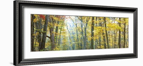 Tree Panorama VIII-James McLoughlin-Framed Photographic Print