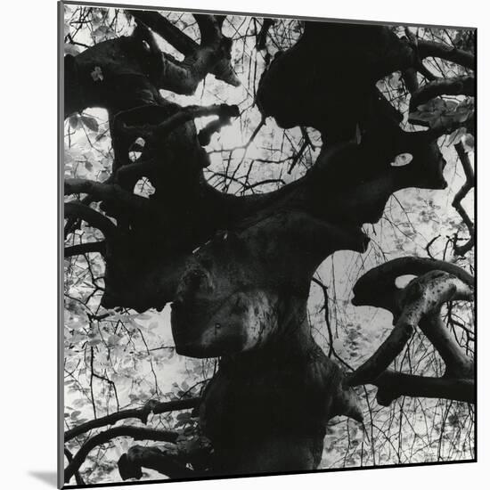 Tree, Paris, 1960-Brett Weston-Mounted Photographic Print