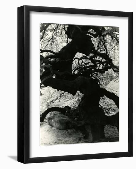 Tree, Paris, France, 1960-Brett Weston-Framed Photographic Print