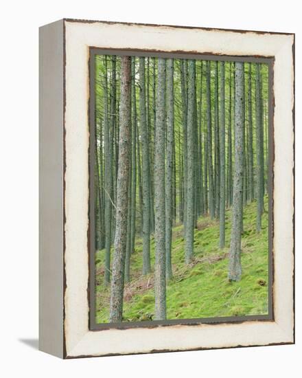 Tree Patterns, Burtness Wood, Lake District, Cumbria, England, UK-Neale Clarke-Framed Premier Image Canvas