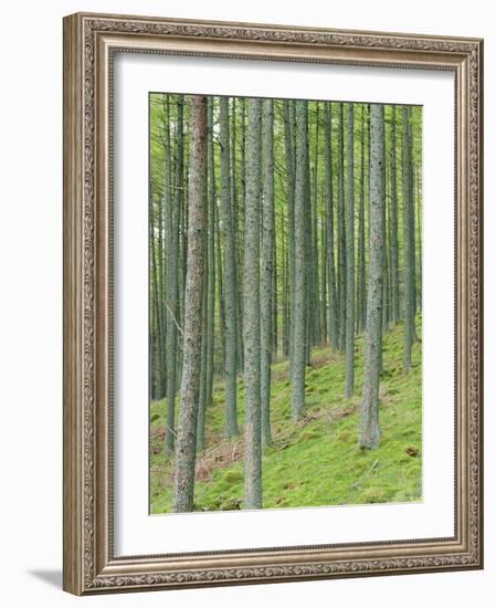 Tree Patterns, Burtness Wood, Lake District, Cumbria, England, UK-Neale Clarke-Framed Photographic Print