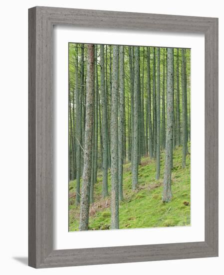 Tree Patterns, Burtness Wood, Lake District, Cumbria, England, UK-Neale Clarke-Framed Photographic Print