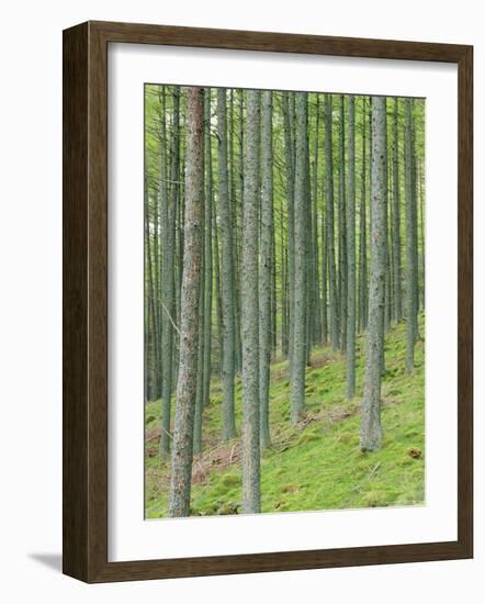 Tree Patterns, Burtness Wood, Lake District, Cumbria, England, UK-Neale Clarke-Framed Photographic Print