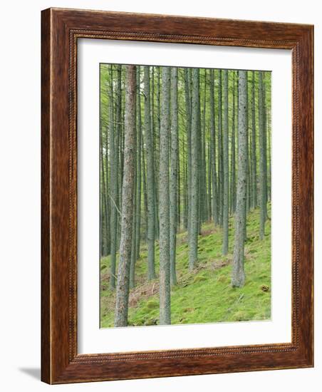 Tree Patterns, Burtness Wood, Lake District, Cumbria, England, UK-Neale Clarke-Framed Photographic Print