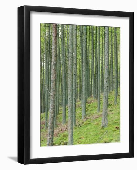 Tree Patterns, Burtness Wood, Lake District, Cumbria, England, UK-Neale Clarke-Framed Photographic Print