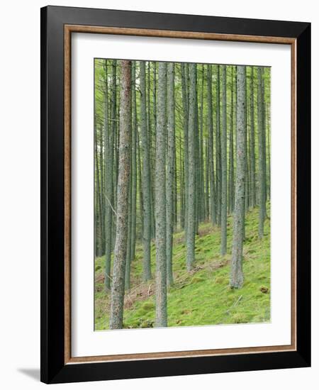 Tree Patterns, Burtness Wood, Lake District, Cumbria, England, UK-Neale Clarke-Framed Photographic Print