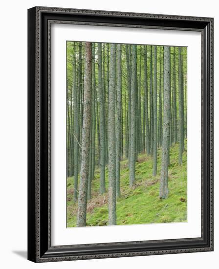 Tree Patterns, Burtness Wood, Lake District, Cumbria, England, UK-Neale Clarke-Framed Photographic Print