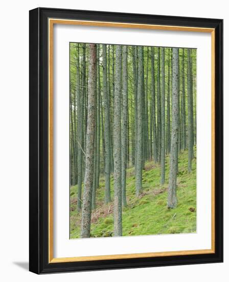 Tree Patterns, Burtness Wood, Lake District, Cumbria, England, UK-Neale Clarke-Framed Photographic Print