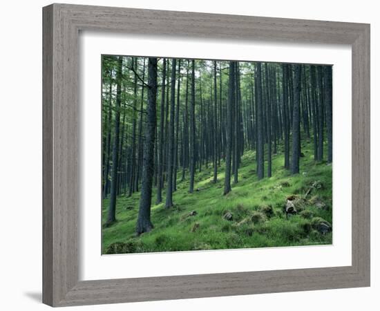 Tree Patterns, Burtness Wood, Lake District, Cumbria, England, United Kingdom-Neale Clarke-Framed Photographic Print