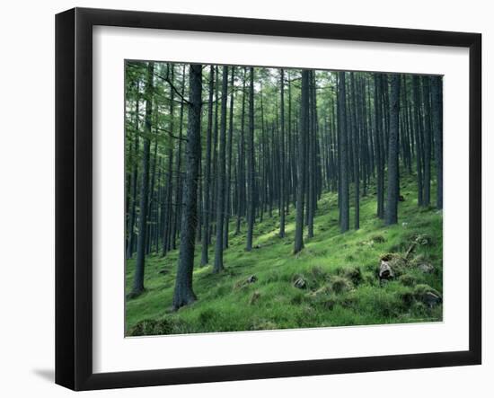 Tree Patterns, Burtness Wood, Lake District, Cumbria, England, United Kingdom-Neale Clarke-Framed Photographic Print