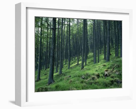 Tree Patterns, Burtness Wood, Lake District, Cumbria, England, United Kingdom-Neale Clarke-Framed Photographic Print