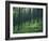 Tree Patterns, Burtness Wood, Lake District, Cumbria, England, United Kingdom-Neale Clarke-Framed Photographic Print