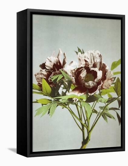 Tree Peony, 19th Century-Ogawa Kazuma-Framed Premier Image Canvas