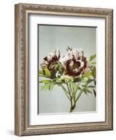 Tree Peony, 19th Century-Ogawa Kazuma-Framed Giclee Print