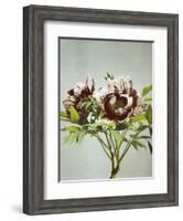 Tree Peony, 19th Century-Ogawa Kazuma-Framed Giclee Print