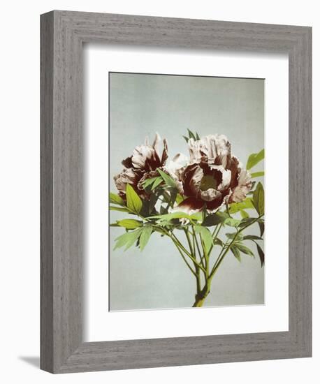 Tree Peony, 19th Century-Ogawa Kazuma-Framed Giclee Print