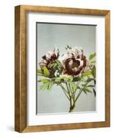 Tree Peony, 19th Century-Ogawa Kazuma-Framed Giclee Print