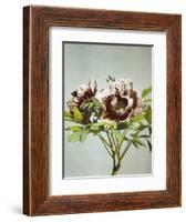 Tree Peony, 19th Century-Ogawa Kazuma-Framed Giclee Print