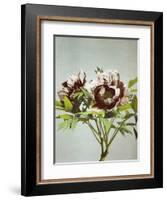 Tree Peony, 19th Century-Ogawa Kazuma-Framed Giclee Print