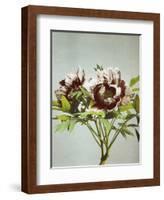 Tree Peony, 19th Century-Ogawa Kazuma-Framed Giclee Print