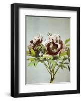 Tree Peony, 19th Century-Ogawa Kazuma-Framed Giclee Print