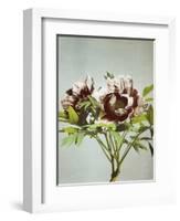 Tree Peony, 19th Century-Ogawa Kazuma-Framed Giclee Print
