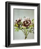 Tree Peony, 19th Century-Ogawa Kazuma-Framed Giclee Print