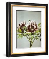 Tree Peony, 19th Century-Ogawa Kazuma-Framed Giclee Print