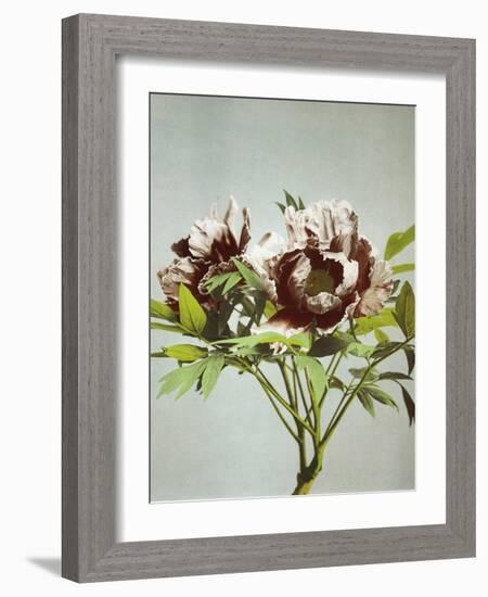 Tree Peony, 19th Century-Ogawa Kazuma-Framed Giclee Print