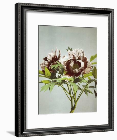 Tree Peony, 19th Century-Ogawa Kazuma-Framed Giclee Print