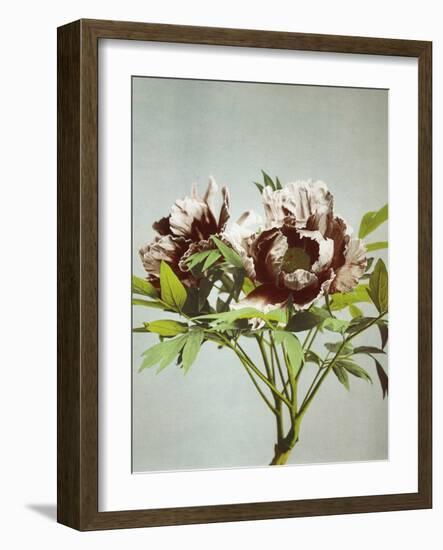 Tree Peony, 19th Century-Ogawa Kazuma-Framed Giclee Print