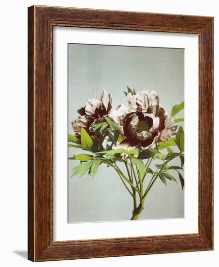 Tree Peony, 19th Century-Ogawa Kazuma-Framed Giclee Print