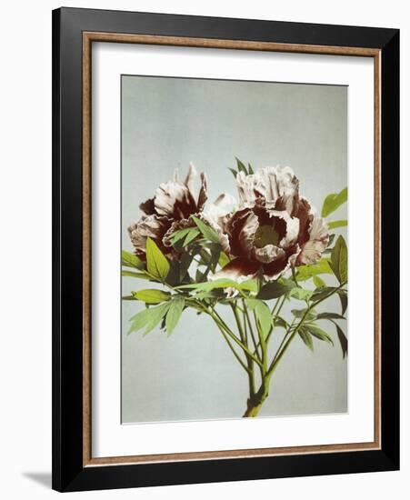 Tree Peony, 19th Century-Ogawa Kazuma-Framed Giclee Print