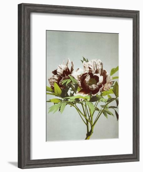 Tree Peony, 19th Century-Ogawa Kazuma-Framed Giclee Print