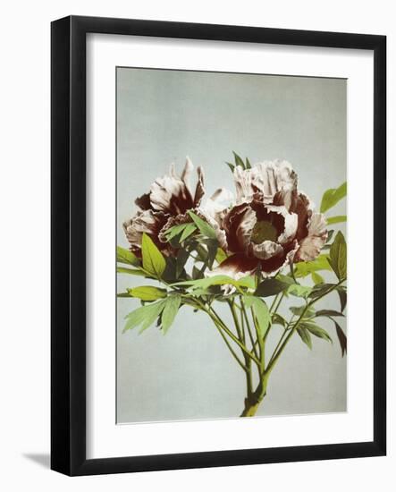 Tree Peony, 19th Century-Ogawa Kazuma-Framed Giclee Print