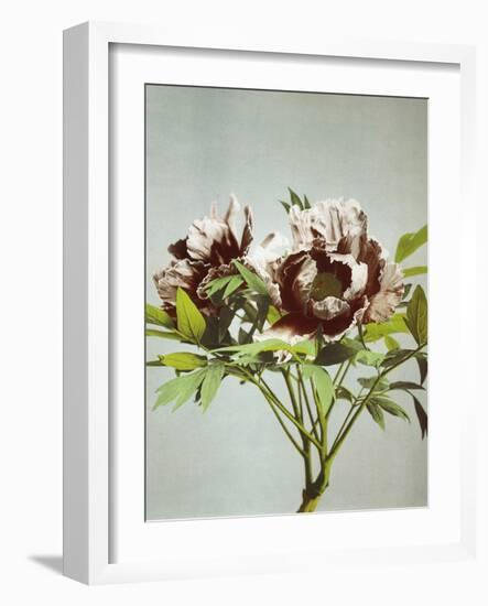 Tree Peony, 19th Century-Ogawa Kazuma-Framed Giclee Print