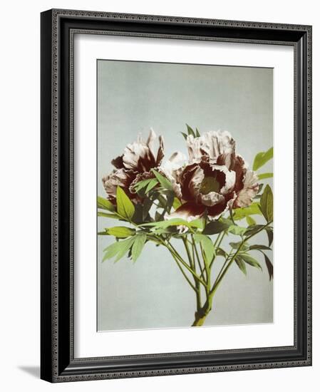 Tree Peony, 19th Century-Ogawa Kazuma-Framed Giclee Print