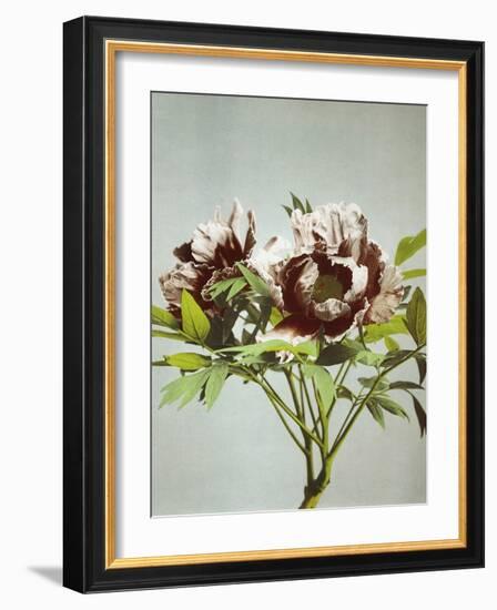 Tree Peony, 19th Century-Ogawa Kazuma-Framed Giclee Print