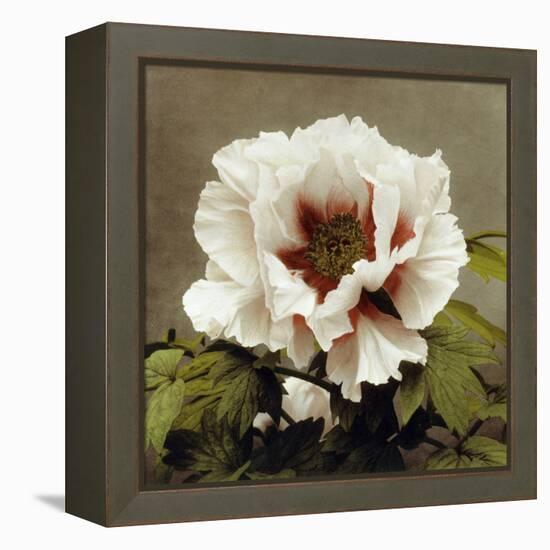 Tree Peony, 19th Century-Ogawa Kazuma-Framed Premier Image Canvas