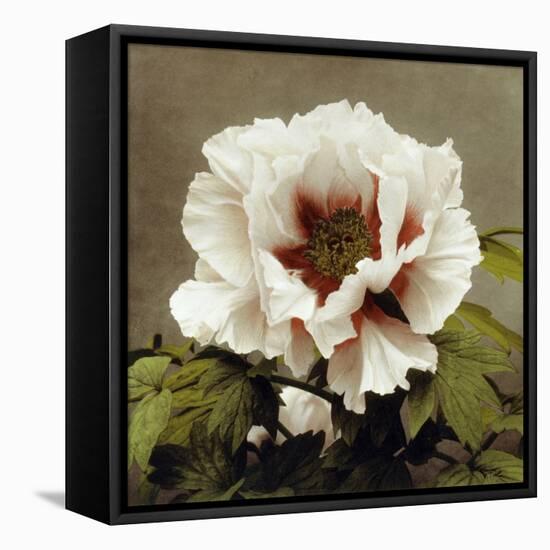 Tree Peony, 19th Century-Ogawa Kazuma-Framed Premier Image Canvas