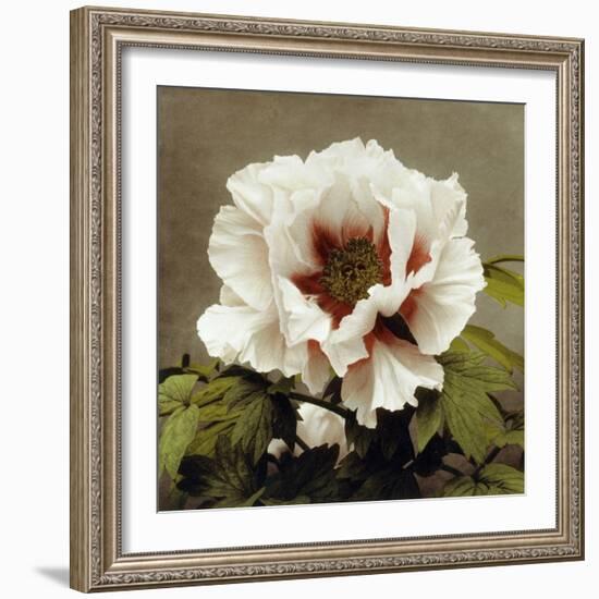 Tree Peony, 19th Century-Ogawa Kazuma-Framed Giclee Print