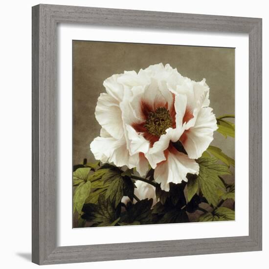 Tree Peony, 19th Century-Ogawa Kazuma-Framed Giclee Print