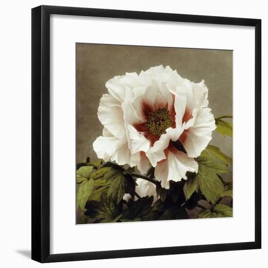 Tree Peony, 19th Century-Ogawa Kazuma-Framed Giclee Print